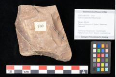 Foto (Objekt + Etikett) von Quercus palaeoilex Ettingshausen (NHMW-GEO-2024-0188-0760)